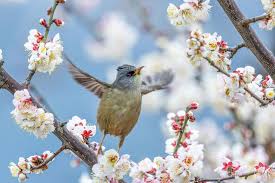 Bird in flowers